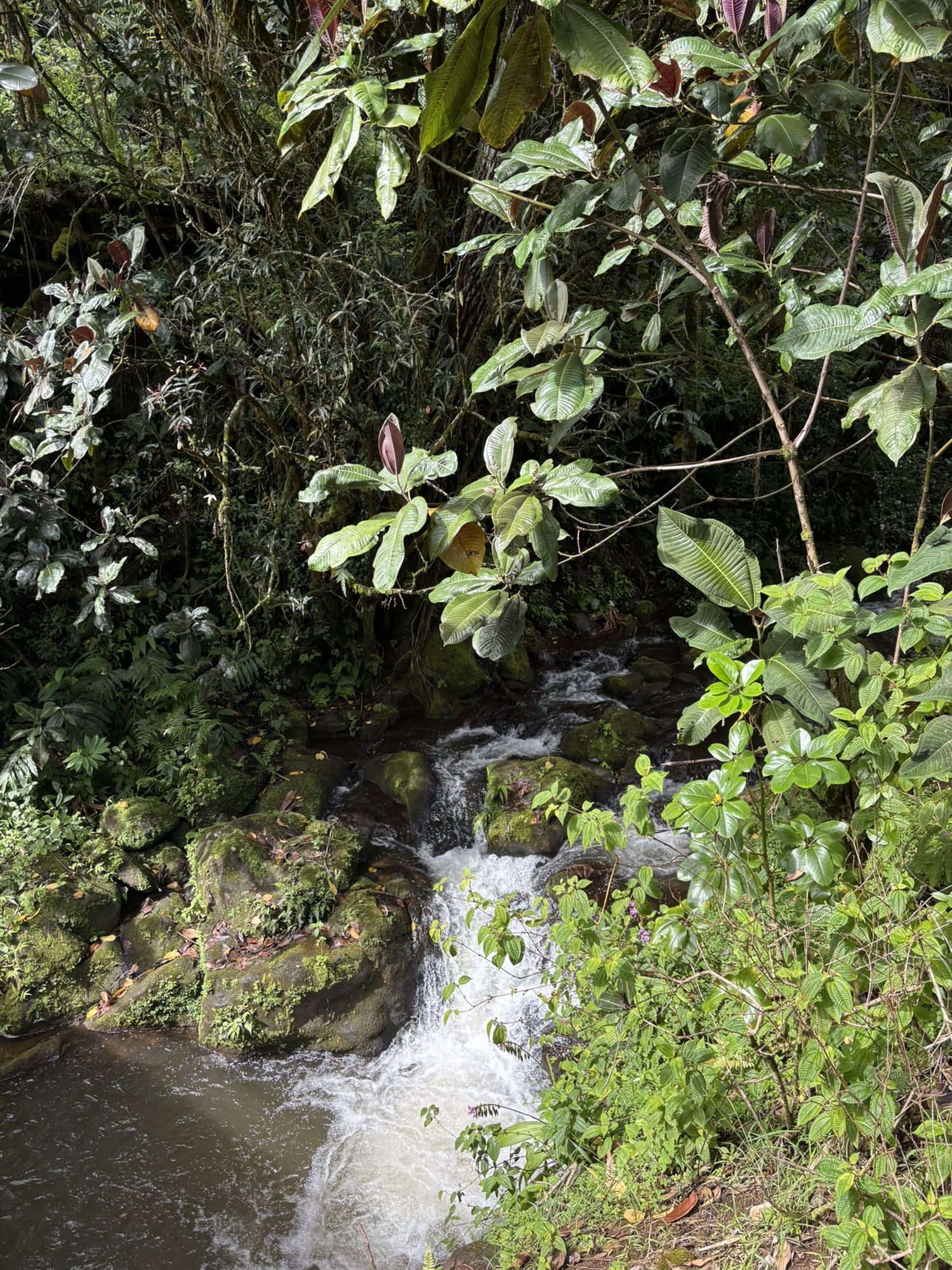 A rainforest stream cascade a short walk from the bungalow
